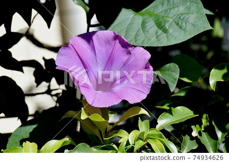 在三鷹中原盛開的紫色牽牛花花 74934626
