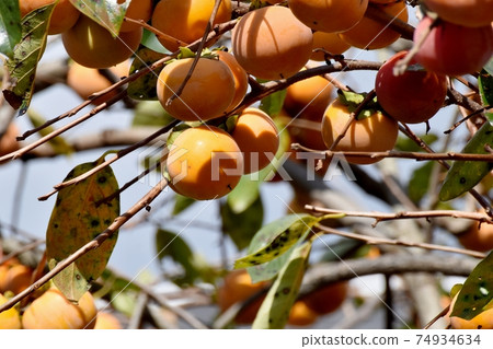 將成為三鷹中原的牡蠣 74934634