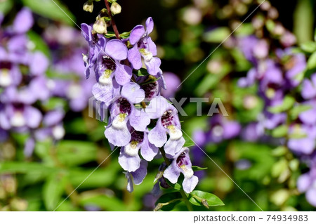 Pale purple Angelonia flowers blooming in Mitaka Nakahara 74934983