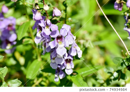 Pale purple Angelonia flowers blooming in Mitaka Nakahara 74934984