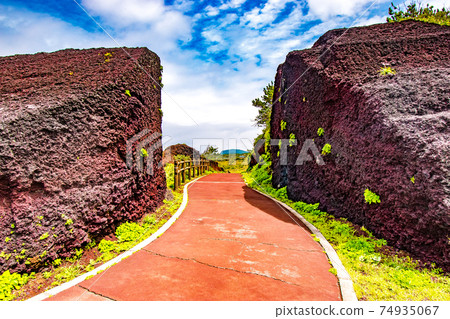 Red bald in Motomachi, Oshima-cho, Tokyo, on Izu Oshima in the seven islands of Izu 74935067