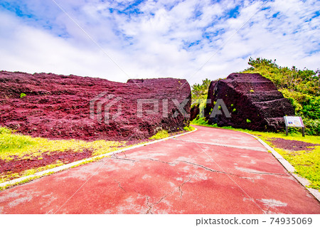 東京大島町元町的紅禿頭在伊豆的七個島上的伊豆大島 東京大島町元町的紅禿頭在伊豆的七個島上的伊豆大島 74935069
