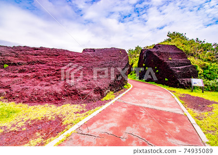Red bald in Motomachi, Oshima-cho, Tokyo, on Izu Oshima in the seven islands of Izu 74935089