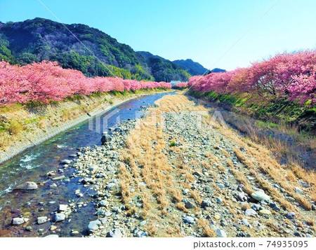 Riverside cherry blossom tree-lined road 74935095