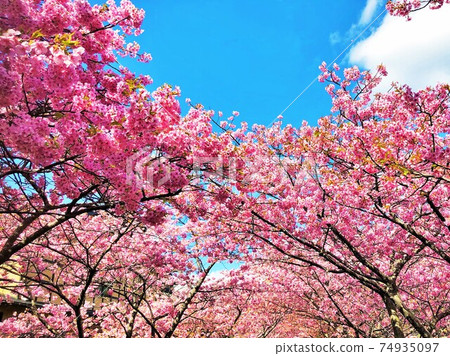 Cherry blossoms in full bloom in early spring Cherry blossoms in full bloom in early spring 74935097