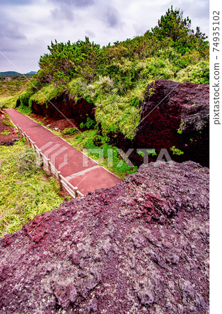 東京大島町元町的紅禿頭在伊豆的七個島上的伊豆大島 74935102
