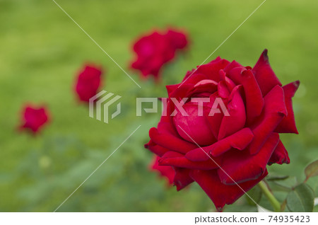 Red roses are in bloom in the rose garden. The name of this rose is Ingrid Bergman. 74935423
