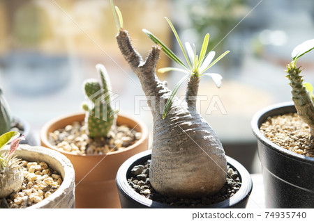 Gracilius和仙人掌 Gracilius和仙人掌 74935740