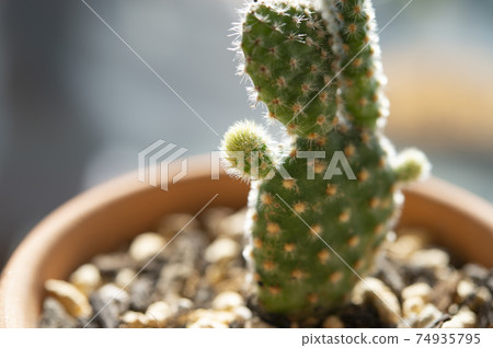 Opuntia (donkey ears) 74935795