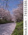 Superb view Sakura flower bamboo cherry blossom Japanese cherry blossoms Funabashi Ebi River Chiba Spring 74935886
