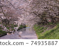 Superb view Sakura flower bamboo cherry blossom Japanese cherry blossoms Funabashi Ebi River Chiba Spring 74935887