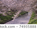 Superb view Sakura flower bamboo cherry blossom Japanese cherry blossoms Funabashi Ebi River Chiba Spring 74935888