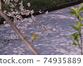 Superb view Sakura flower bamboo cherry blossom Japanese cherry blossoms Funabashi Ebi River Chiba Spring 74935889