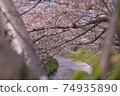Superb view Sakura flower bamboo cherry blossom Japanese cherry blossoms Funabashi Ebi River Chiba Spring 74935890