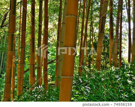沒死竹子的京都市rakusai竹森林公園裡的kinmei Mousou 照片素材 圖片 圖庫