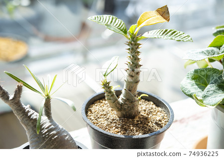 Pakipodium Winsory and Grachyris 74936225