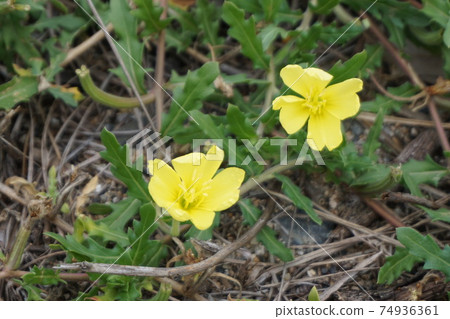 Koumatoyoigusa Koumatoyoigusa 74936361