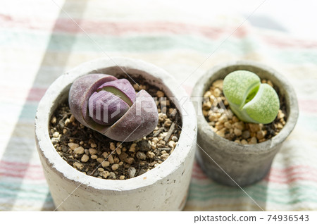 Lithops and Playos Pilos Nelly (Teitama) 74936543