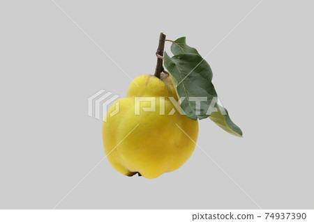 The ripe fruit of the quince tree. 74937390
