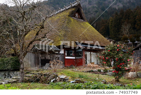 日本的原始風光aya之里佐藤美山町椿盛開的春天 74937749