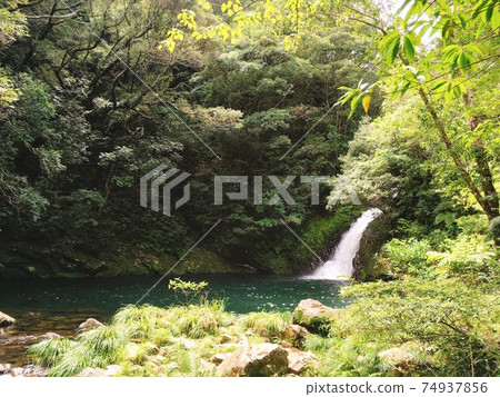 [Amami Oshima] Materiya Waterfall in the forest of a World Natural Heritage candidate 74937856
