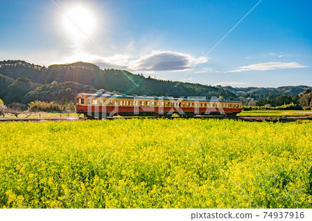 穿越千葉縣市原市石上油菜田的小湊鐵路的風景 穿越千葉縣市原市石上油菜田的小湊鐵路的風景 74937916