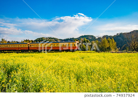 Scenery of Kominato Railway passing through the rape field of Ishigami, Ichihara City, Chiba Prefecture 74937924