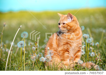 Portrait of a small red kitten lying on a dandelion field. The cat enjoys spring 74937937