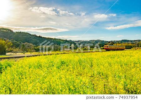 Scenery of Kominato Railway passing through the rape field of Ishigami, Ichihara City, Chiba Prefecture 74937954
