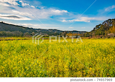 Yellow landscape of rape field in Ishigami, Ichihara City, Chiba Prefecture Yellow landscape of rape field in Ishigami, Ichihara City, Chiba Prefecture 74937969