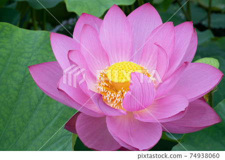 Lotus flower Lotus flower 74938060