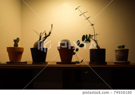 植物兒童（Grachyris，火星人，仙人掌，Lithops） 74938180