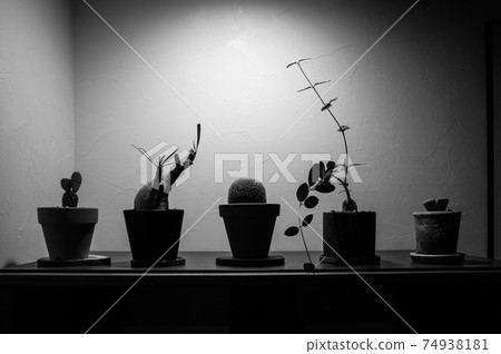 時髦的盆栽植物（食典和仙人掌） 74938181