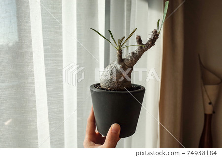 Pakipodium Gracilius Pakipodium Gracilius 74938184