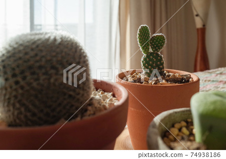 Potted plant of cactus Potted plant of cactus 74938186