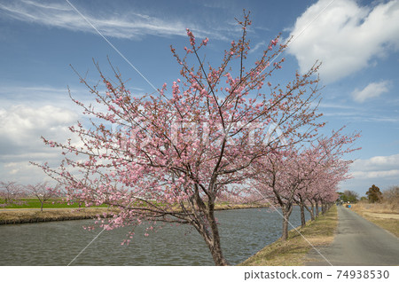 春天和河津櫻花的到來 春天和河津櫻花的到來 74938530