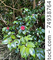 Camellia in the mountains Camellia in the mountains 74938764