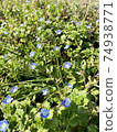 Flowers on the promenade in full bloom in Karen Flowers on the promenade in full bloom in Karen 74938771