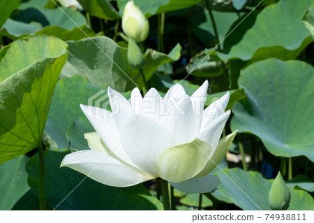 Lotus flower Lotus flower 74938811
