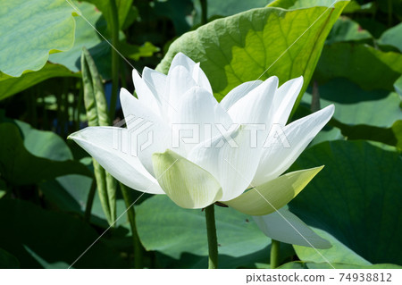 Lotus flower 74938812