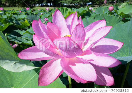 蓮花 蓮花 74938813
