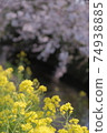 Rape blossoms and cherry blossoms Spring walk in Japan Cherry blossom viewing Warm plants Yellow river Ebi river 74938885