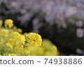 Rape blossoms and cherry blossoms Spring walk in Japan Cherry blossom viewing Warm plants Yellow river Ebi river 74938886