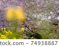 Rape blossoms and cherry blossoms Spring walk in Japan Cherry blossom viewing Warm plants Yellow river Ebi river 74938887