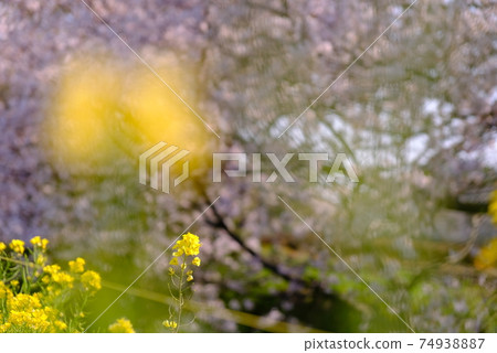 Rape blossoms and cherry blossoms Spring walk in Japan Cherry blossom viewing Warm plants Yellow river Ebi river Rape blossoms and cherry blossoms Spring walk in Japan Cherry blossom viewing Warm plants Yellow river Ebi river 74938887
