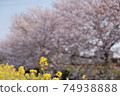 Rape blossoms and cherry blossoms Spring walk in Japan Cherry blossom viewing Warm plants Yellow river Ebi river 74938888