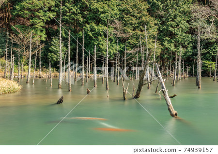 山口縣下關市青木小池池塘一之櫻公園 山口縣下關市青木小池池塘一之櫻公園 74939157