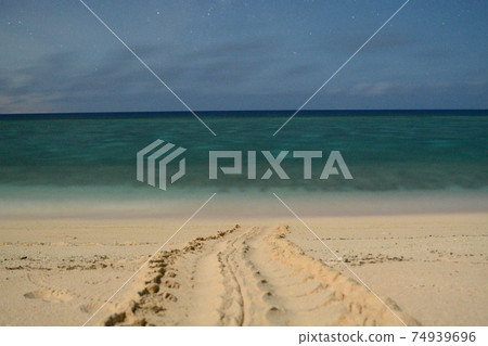 [Yoron Island] Footprints of sea turtles on the twinkling sandy beach 74939696