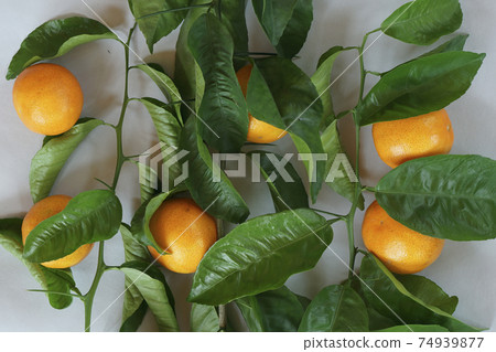 Clementines tangerines and twig with green leaves as spring decor on gray paper Clementines tangerines and twig with green leaves as spring decor on gray paper 74939877