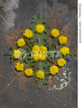 Creative top view spring ornament from dandelion and green leaves in minimal style on rustic iron background Creative top view spring ornament from dandelion and green leaves in minimal style on rustic iron background 74939916